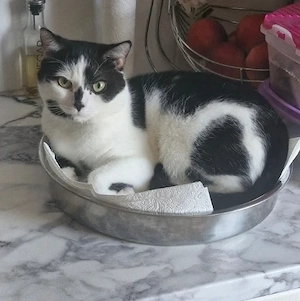 Unsere bkh mix(kater)-Norwegische waldkatze mix (katze), kitten suchen ein für immer zuhause !    Bild 9