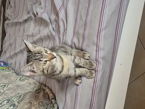 Kitten (männlich) mit Erstausstattung 