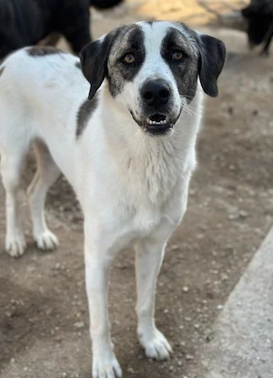 Antoya, geb. ca. 02 2024, lebt in GRIECHENLAND, im städt. Tierheim Serres Bild 8