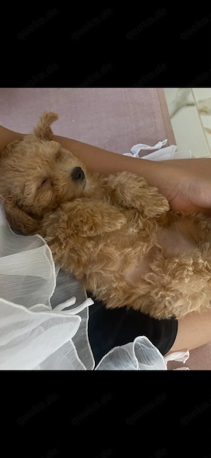 Maltipoo-Rüde welpe
