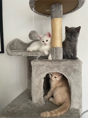 BKH Kitte suchen neues Zuhause