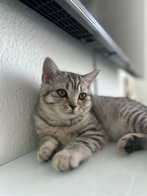 BKH Kitten 