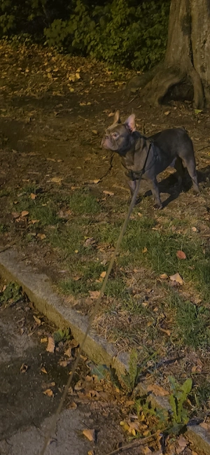 Frenchy Rüde 