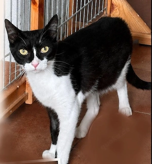 Yasmin, einjährige hübsche kastrierte Katze
