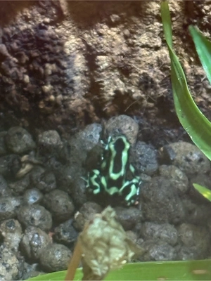 Dendrobates auratus müsste karibik
