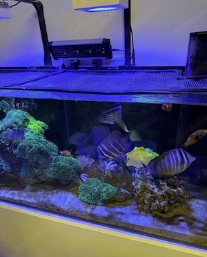 meerwasser aquarium 