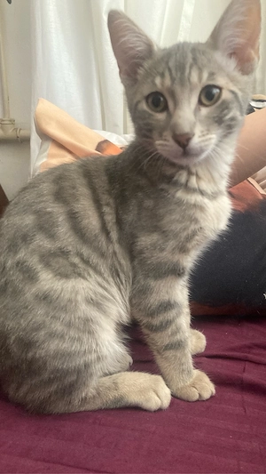 dringend besitzer gesucht!! 350  Bengal kätzchen mix