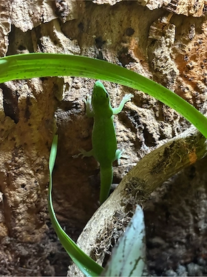 Phelsuma Pakeries 1.1.2 Bild 2