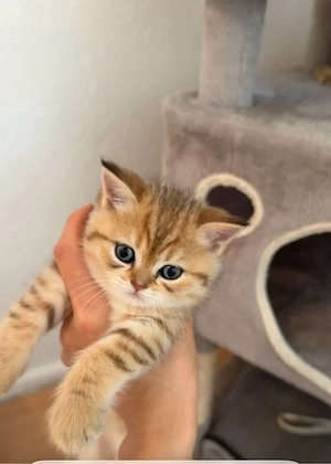 BKH katze sucht ein neues haus ab 12 wochen