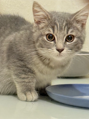 Britisch Kurzhaar Kitten suchen ein liebevolles Zuhause     