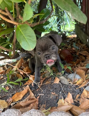 Franzözische Bulldogge Welpen 1x Rüde