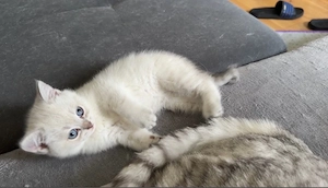 BKH Kätzchen sucht neues Zuhause