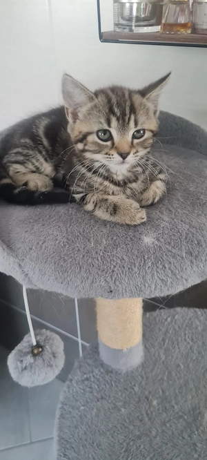 katzenbabys 16.06 geboren 