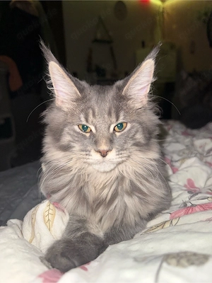 Maine Coon Kitten Blue Grau