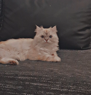 Bisho sucht eine liebevolle Katze zur Paarung Bild 2