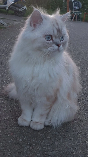 Bisho sucht eine liebevolle Katze zur Paarung Bild 5