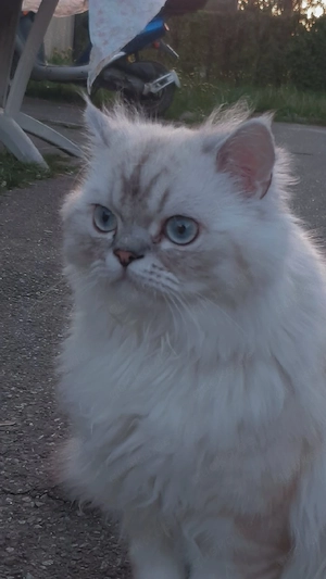 Bisho sucht eine liebevolle Katze zur Paarung Bild 4