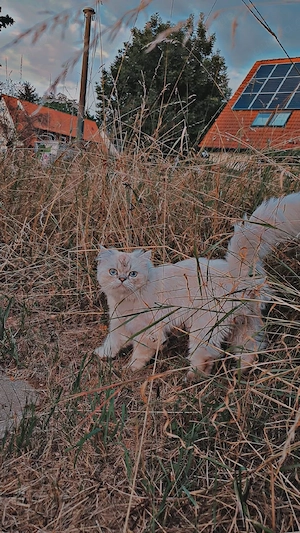 Bisho sucht eine liebevolle Katze zur Paarung Bild 3
