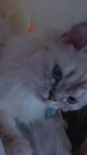 Bisho sucht eine liebevolle Katze zur Paarung Bild 8