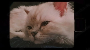 Bisho sucht eine liebevolle Katze zur Paarung Bild 6