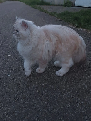 Bisho sucht eine liebevolle Katze zur Paarung Bild 7
