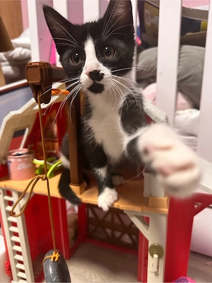 2 Kleine Kater suchen noch ein Zuhause 