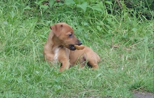 Verkaufe Rehpinscher Jackrussel Mischlingswelpen 