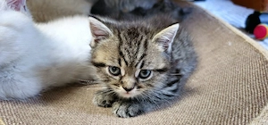 Bkh kitten  Bild 3