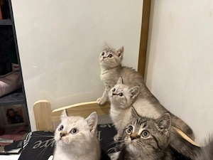 ab sofort abgabebereit sehr verschmuste bkh kitten 