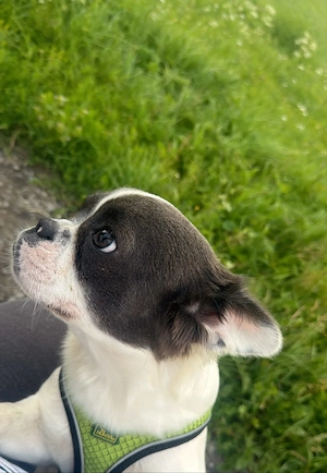 Französische Bulldogge Charly sucht ein neues zu Hause