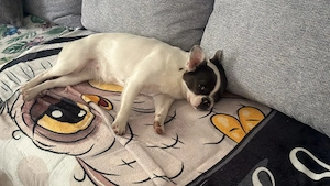 Französische Bulldogge Charly sucht ein neues zu Hause