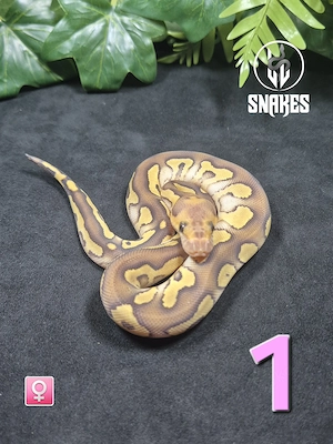 0.2 Clown Fire Mojave NZ26 - Königspython Python regius