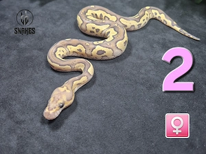 0.1 Clown Fire Mojave NZ26 - Königspython Python regius