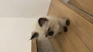   Zuckersüßes Seal Point Ragdoll Kitten (Mädchen) abzugeben 