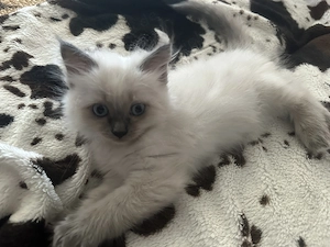      Zauberhafte Ragdoll-Kitten   ab Anfang September abzugeben