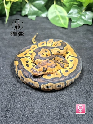 0.1 Clown NZ26 - Königspython Python regius