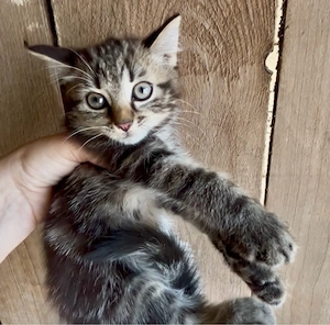 Edelmix Birma BLH EKH Katerchen Kitten 