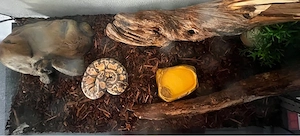 Königspython mit Terrarium