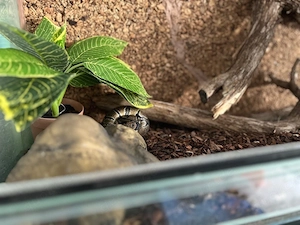 Königspython und terrarium dazu