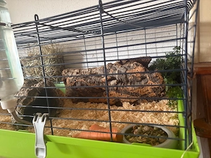 2 Meerschweinböcke mit Zugehör
