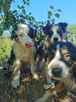 Australien Shepherd 's