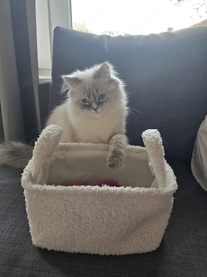 Perser Katze 