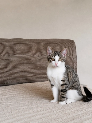 Baby katzen