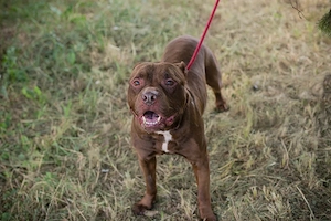 *BALOU* Der Hundeopi sucht ein liebevolles Zuhause Bild 3