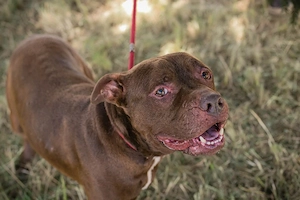 *BALOU* Der Hundeopi sucht ein liebevolles Zuhause Bild 4