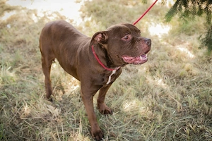 *BALOU* Der Hundeopi sucht ein liebevolles Zuhause Bild 5