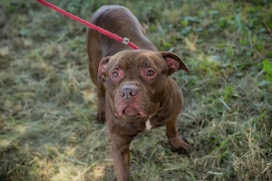 *BALOU* Der Hundeopi sucht ein liebevolles Zuhause