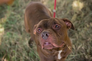 *BALOU* Der Hundeopi sucht ein liebevolles Zuhause Bild 2