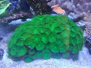 Krustenanemone grün Palythoa-sp. WYSIWYG