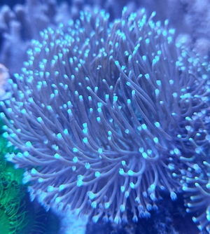 Pilzlederkoralle Sarcophyton ehrenbergi WYSIWYG
